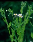Erigeron annuus (L.) Pers.