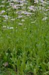 Erigeron philadelphicus L. var. philadelphicus