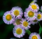 Erigeron philadelphicus L. var. philadelphicus