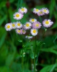 Erigeron philadelphicus L. var. philadelphicus