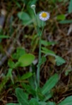 Erigeron philadelphicus L. var. philadelphicus