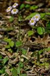 Erigeron pulchellus Michx. var. pulchellus