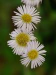 Erigeron pulchellus Michx. var. pulchellus