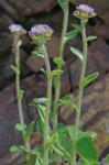 Erigeron pulchellus Michx. var. pulchellus