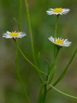 Erigeron strigosus Muhl. ex Willd. var. strigosus