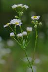 Erigeron strigosus Muhl. ex Willd. var. strigosus