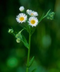 Erigeron strigosus Muhl. ex Willd. var. strigosus