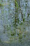 Eriocaulon aquaticum (Hill) Druce