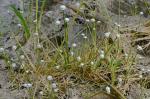 Eriocaulon aquaticum (Hill) Druce