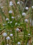 Eriocaulon aquaticum (Hill) Druce