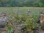 Eriocaulon aquaticum (Hill) Druce
