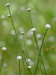Eriocaulon decangulare L. var. decangulare