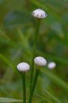 Eriocaulon decangulare L. var. decangulare