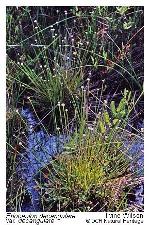 Eriocaulon decangulare L. var. decangulare
