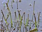 Eriocaulon parkeri B.L.Robinson