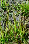 Eriocaulon parkeri B.L.Robinson