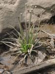 Eriocaulon parkeri B.L.Robinson