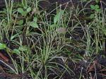 Eriocaulon parkeri B.L.Robinson