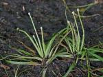 Eriocaulon parkeri B.L.Robinson