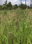 Eriochloa villosa  (Thunb.) Kunth