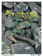 Eriogonum allenii S. Wats. in A. Gray et al.