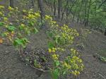 Eriogonum allenii S. Wats. in A. Gray et al.