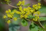 Eriogonum allenii S. Wats. in A. Gray et al.