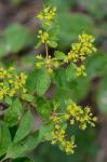 Eriogonum allenii S. Wats. in A. Gray et al.