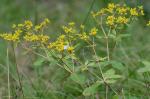 Eriogonum allenii S. Wats. in A. Gray et al.
