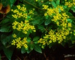 Eriogonum allenii S. Wats. in A. Gray et al.
