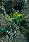 Eriogonum allenii S. Wats. in A. Gray et al.