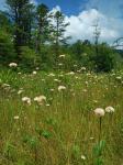 Eriophorum virginicum L.