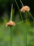 Eriophorum virginicum L.