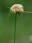 Eriophorum virginicum L.