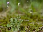 Erodium cicutarium (L.) L'Her. ex Ait. 