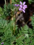 Erodium cicutarium (L.) L'Her. ex Ait. 