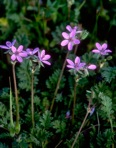 Erodium cicutarium (L.) L'Her. ex Ait. 