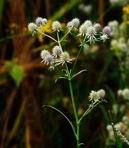 Eryngium aquaticum L. var. aquaticum