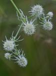 Eryngium aquaticum L. var. aquaticum