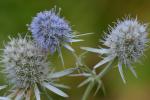 Eryngium aquaticum L. var. aquaticum