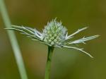 Eryngium aquaticum L. var. aquaticum