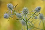 Eryngium aquaticum L. var. aquaticum