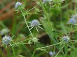 Eryngium integrifolium Walter