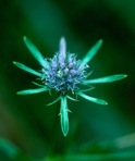 Eryngium integrifolium Walter