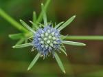 Eryngium integrifolium Walter