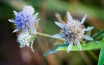 Eryngium integrifolium Walter
