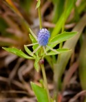 Eryngium prostratum Nutt. ex DC.