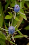 Eryngium prostratum Nutt. ex DC.