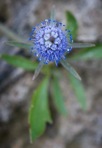 Eryngium prostratum Nutt. ex DC.