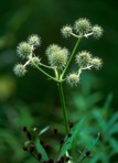 Eryngium yuccifolium Michx. var. yuccifolium